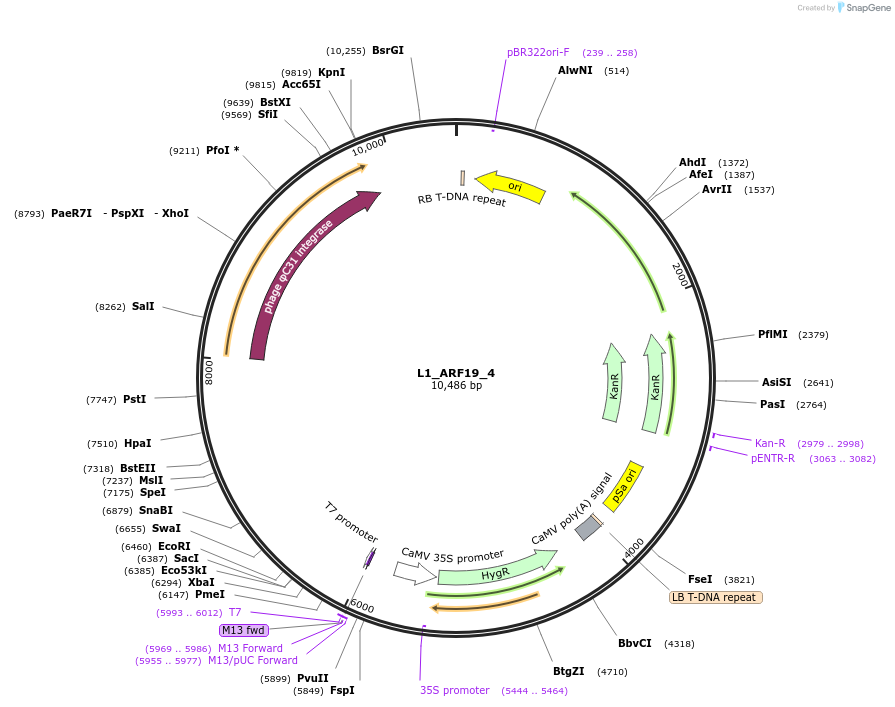 195916-plasmid-map-sequence-id-386332