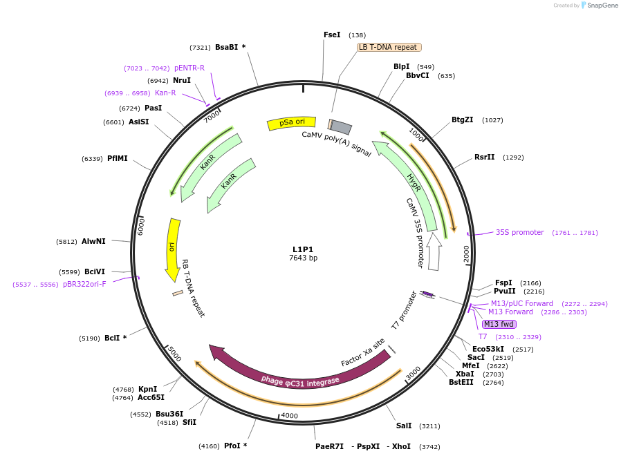 195917-plasmid-map-sequence-id-386333