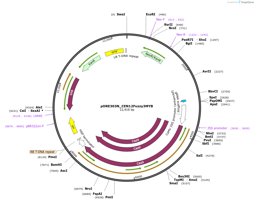 194440-plasmid-map-sequence-id-386335
