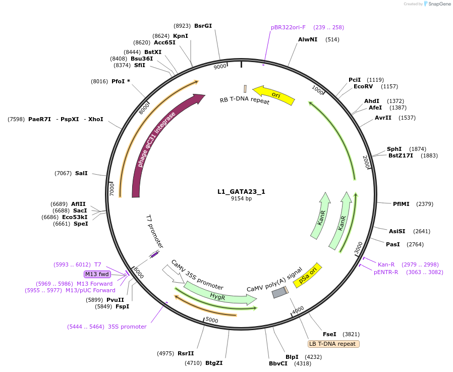 195913-plasmid-map-sequence-id-386337