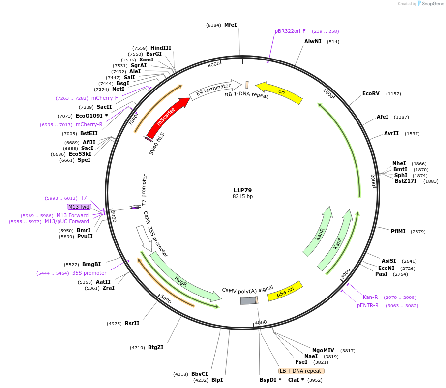 195940-plasmid-map-sequence-id-386338