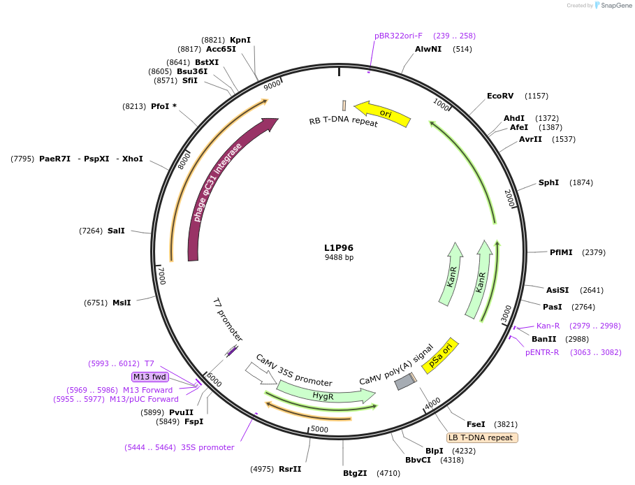 195942-plasmid-map-sequence-id-386339