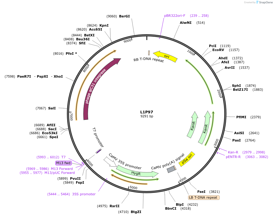 195943-plasmid-map-sequence-id-386340