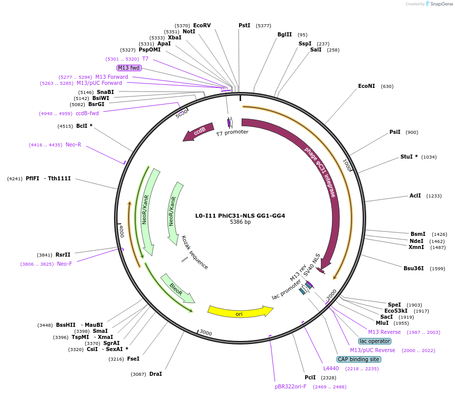 195894-plasmid-map-sequence-id-386343