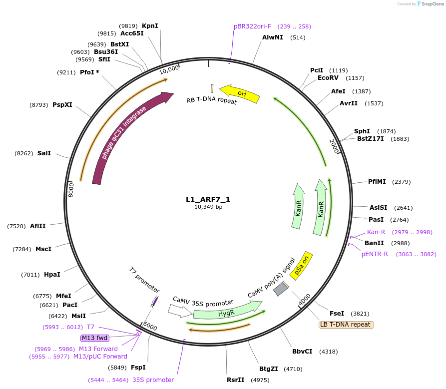 195911-plasmid-map-sequence-id-386345