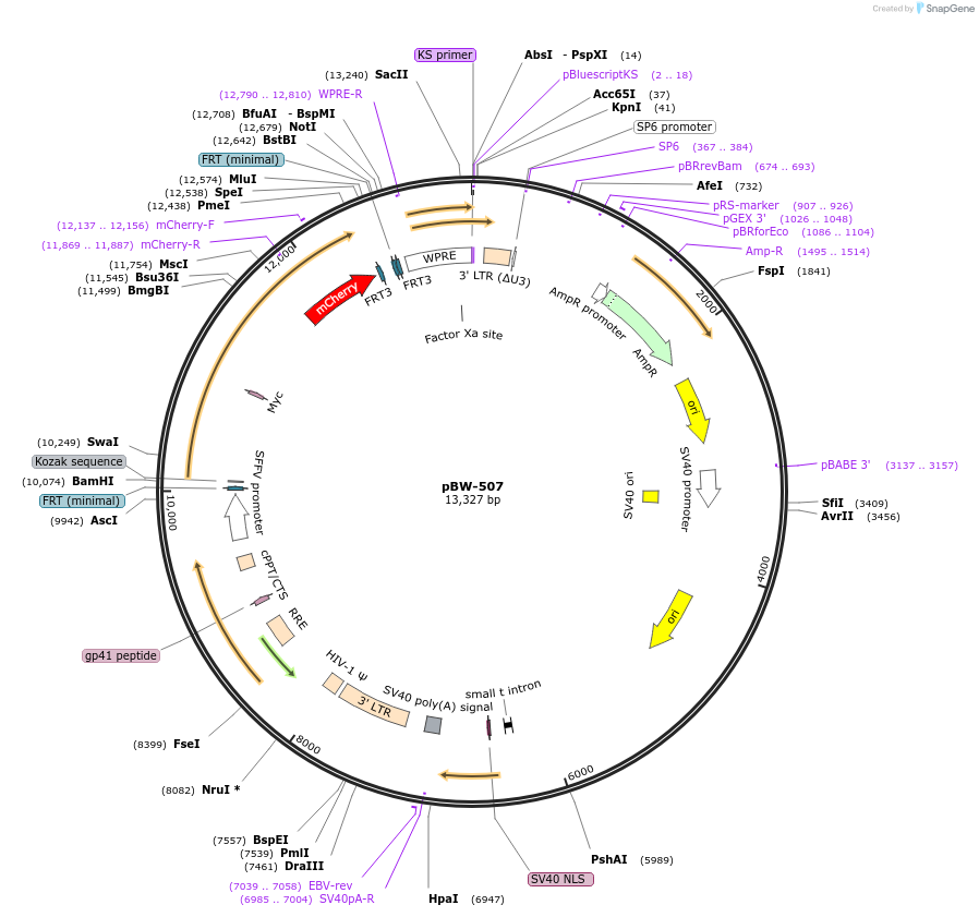 195469-plasmid-map-sequence-id-386364