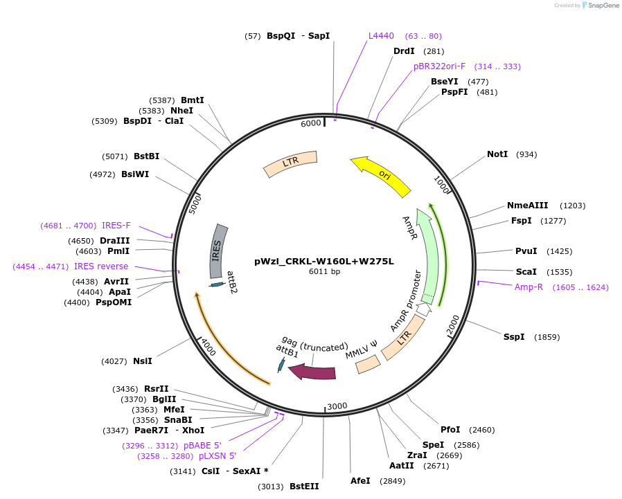 196021-plasmid-map-sequence-id-386366