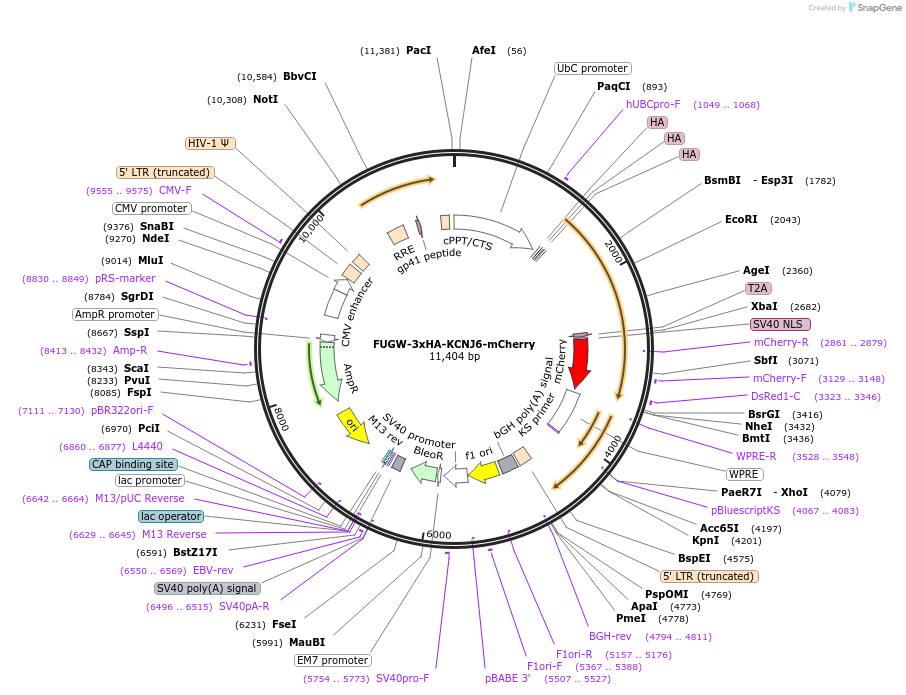 197032-plasmid-map-sequence-id-386375