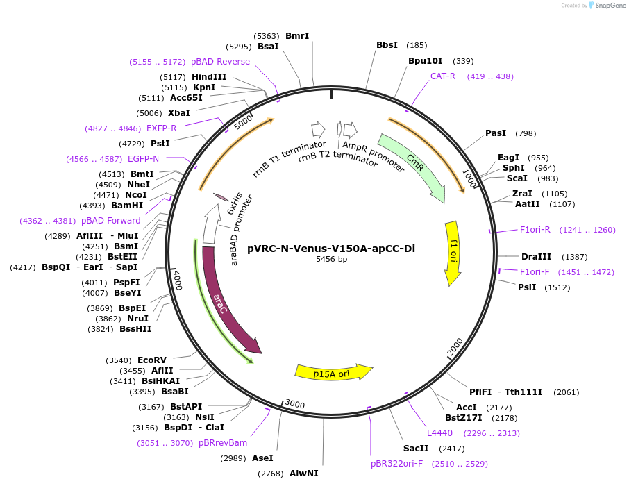 190706-plasmid-map-sequence-id-386376