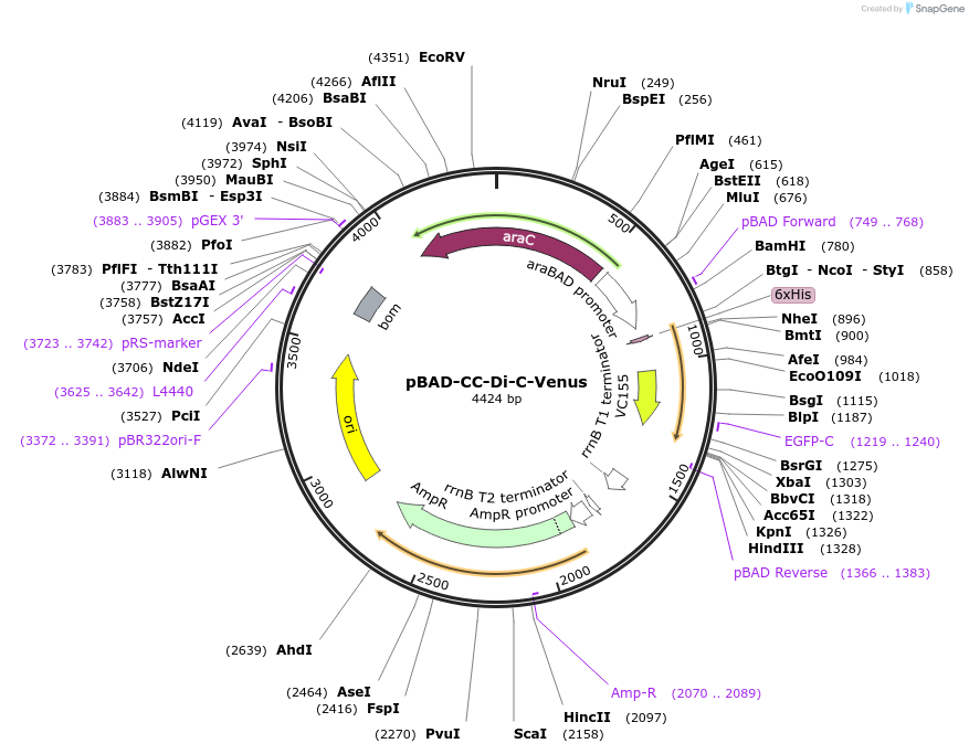 190710-plasmid-map-sequence-id-386378