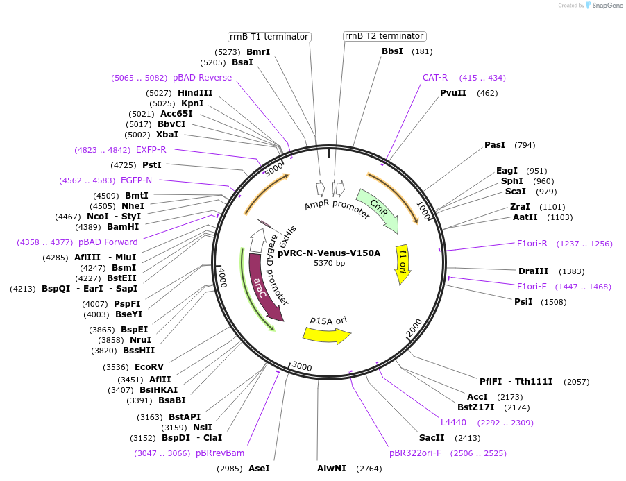 190708-plasmid-map-sequence-id-386380