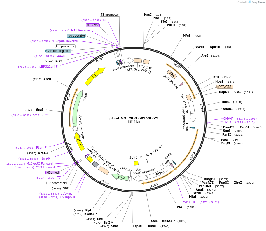 196017-plasmid-map-sequence-id-386382