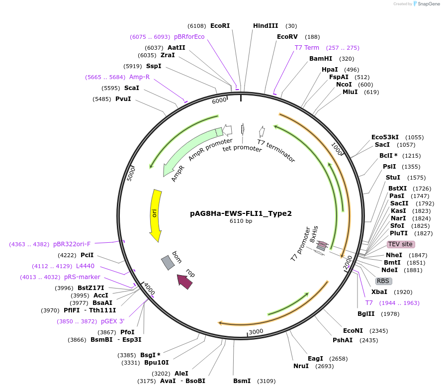 188042-plasmid-map-sequence-id-386390