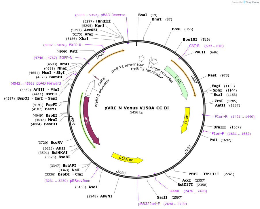 190707-plasmid-map-sequence-id-386392