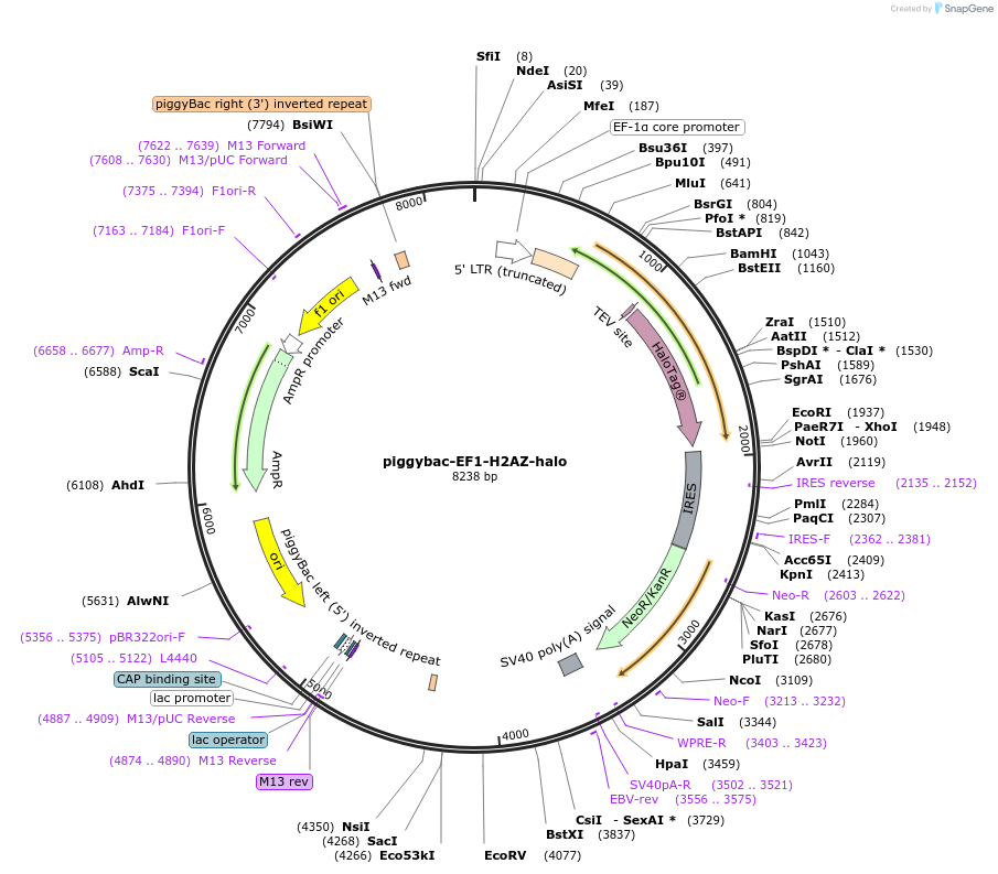 197907-plasmid-map-sequence-id-386422