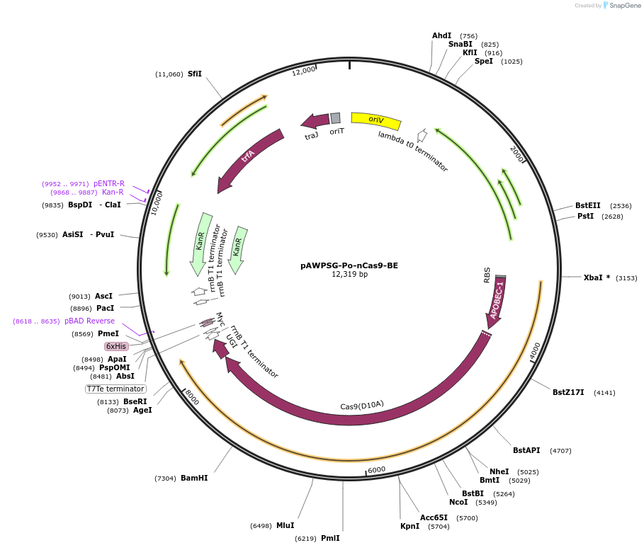 195740-plasmid-map-sequence-id-386428