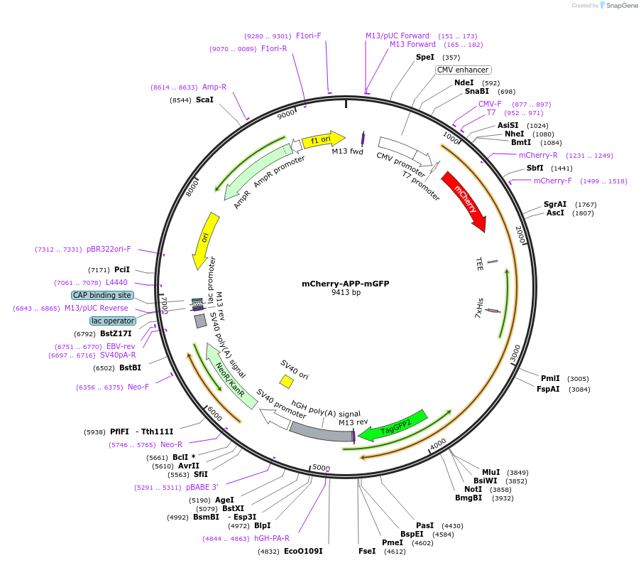 196704-plasmid-map-sequence-id-386429
