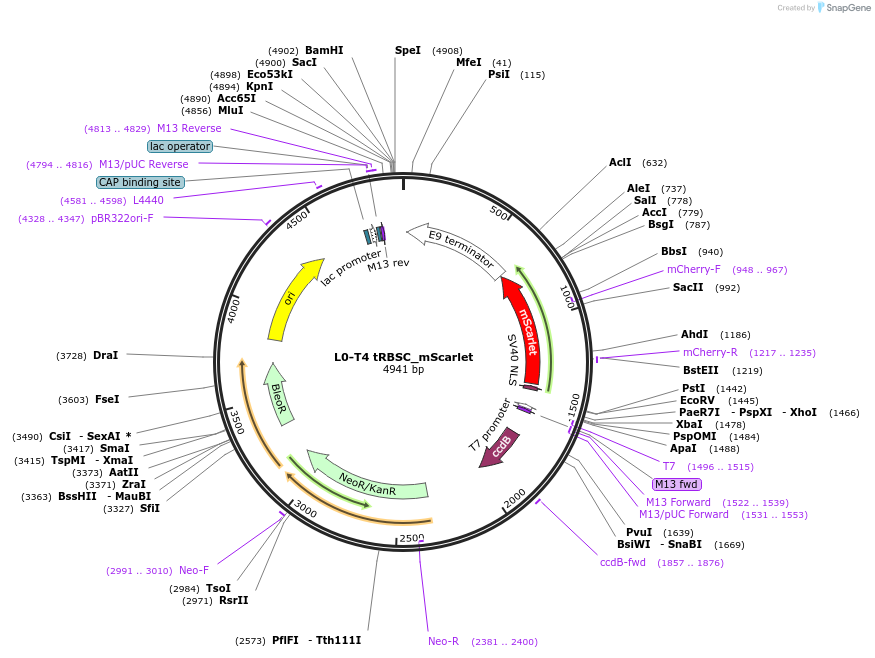 195887-plasmid-map-sequence-id-386438