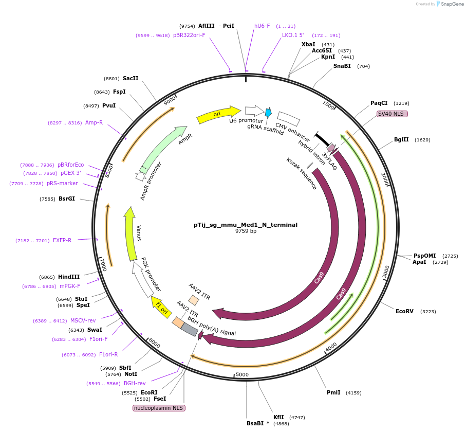 197870-plasmid-map-sequence-id-386440