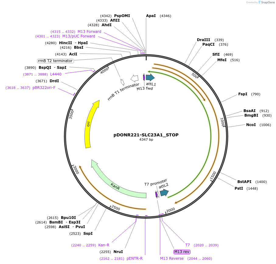 161179-plasmid-map-sequence-id-386450