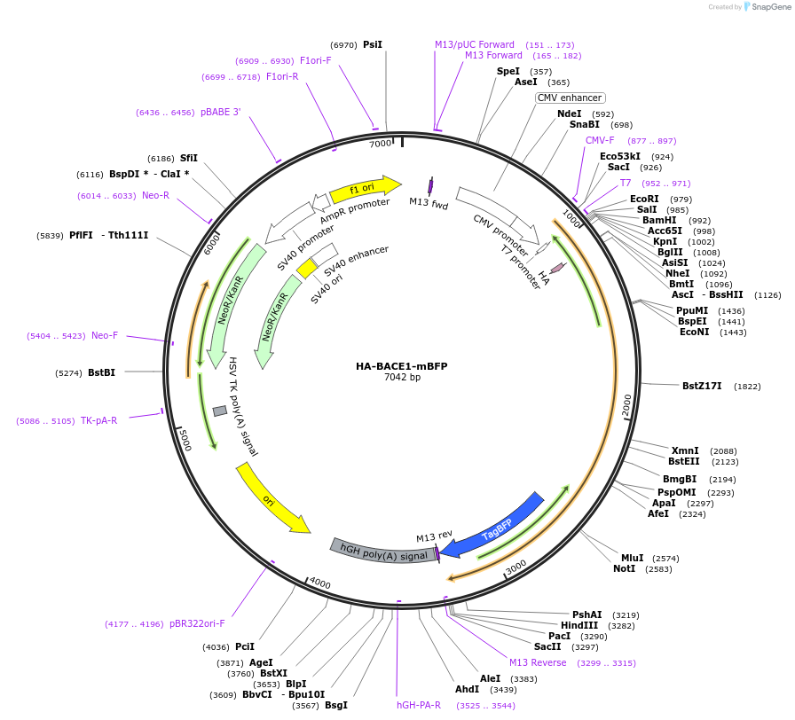 196697-plasmid-map-sequence-id-386452
