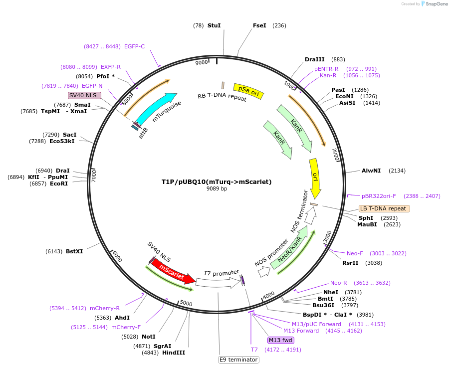 195945-plasmid-map-sequence-id-386454