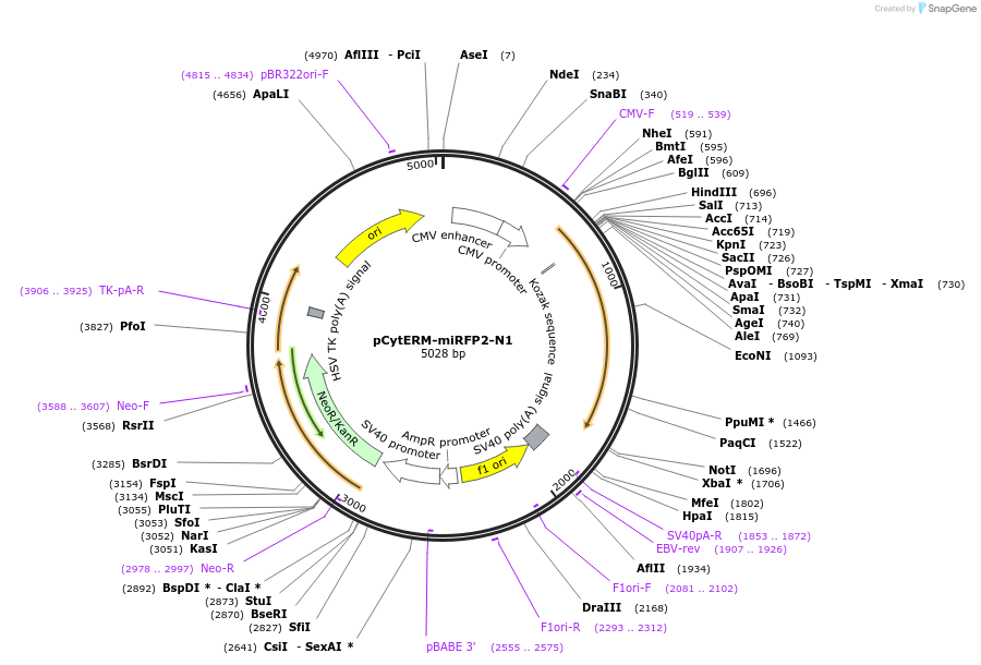 197173-plasmid-map-sequence-id-386465