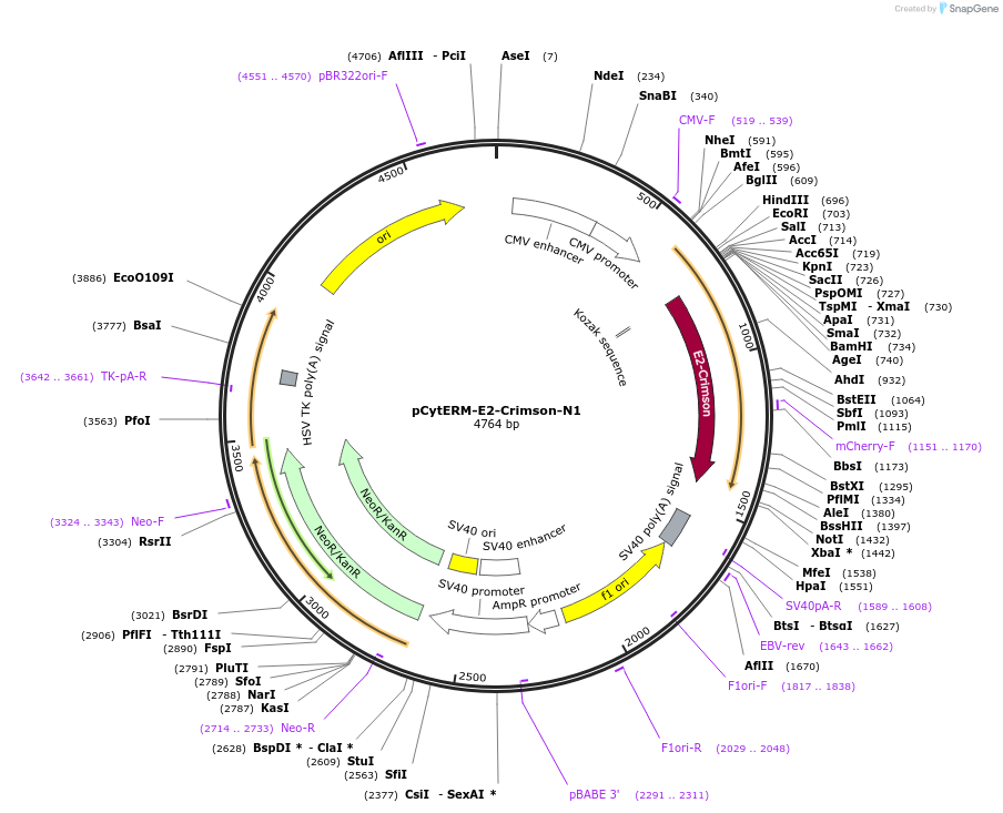 197177-plasmid-map-sequence-id-386471
