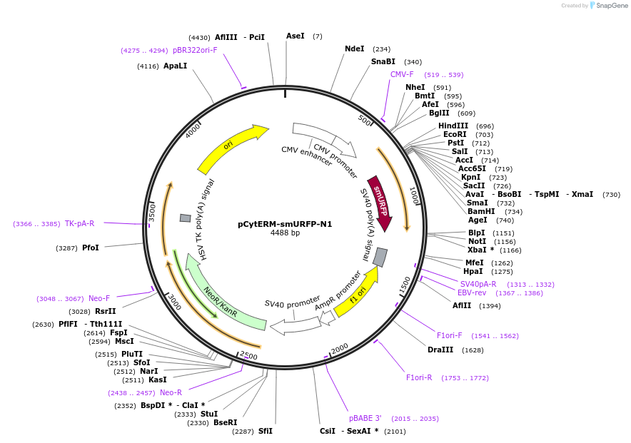 197178-plasmid-map-sequence-id-386472