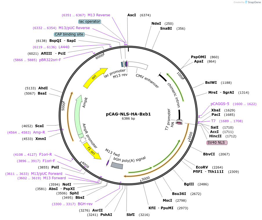 51271-plasmid-map-sequence-id-386475