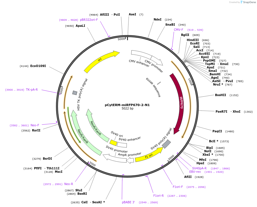197181-plasmid-map-sequence-id-386478