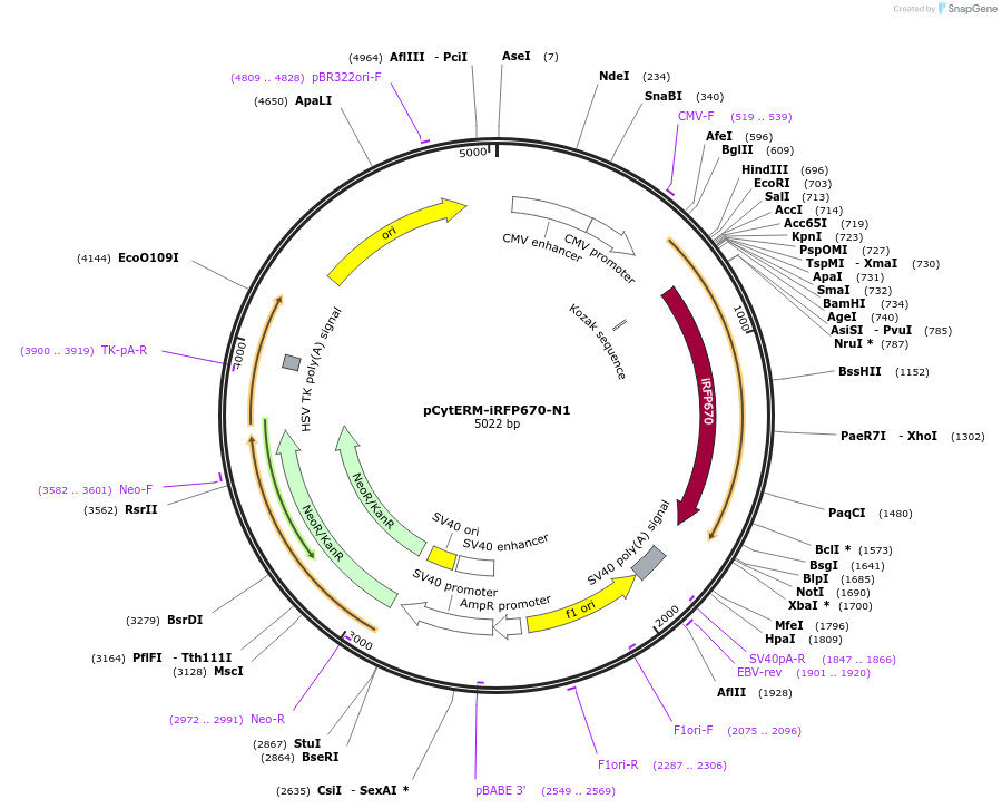 197182-plasmid-map-sequence-id-386480