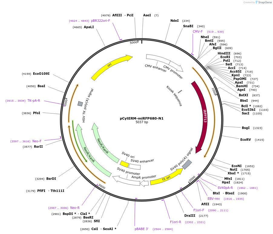197183-plasmid-map-sequence-id-386486