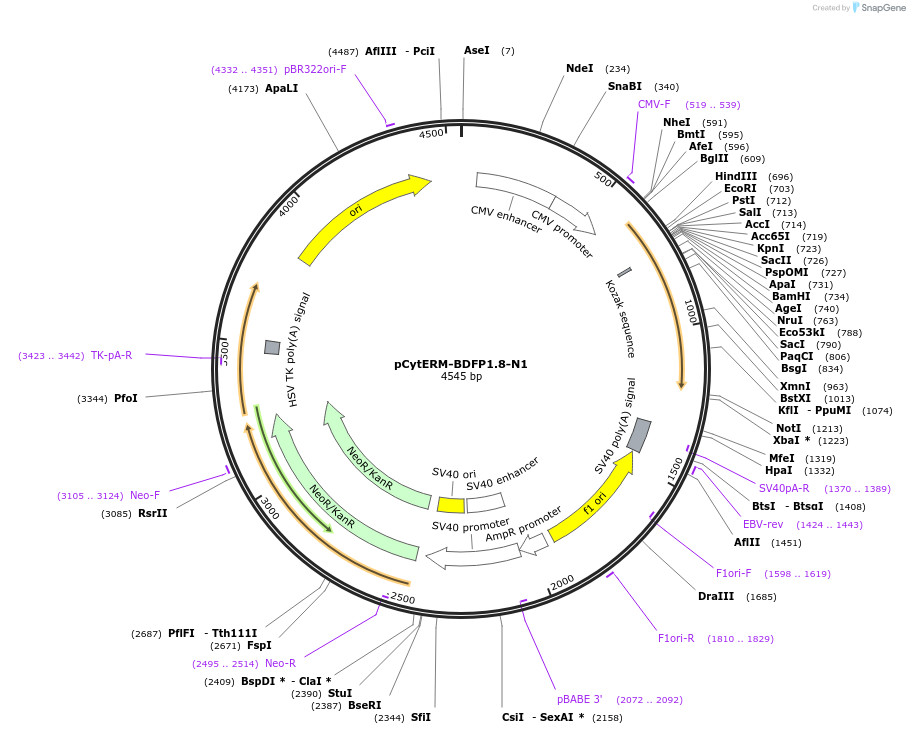 197186-plasmid-map-sequence-id-386499