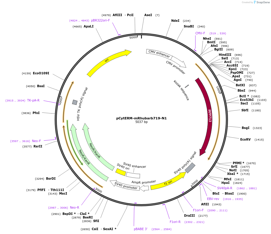 197190-plasmid-map-sequence-id-386556