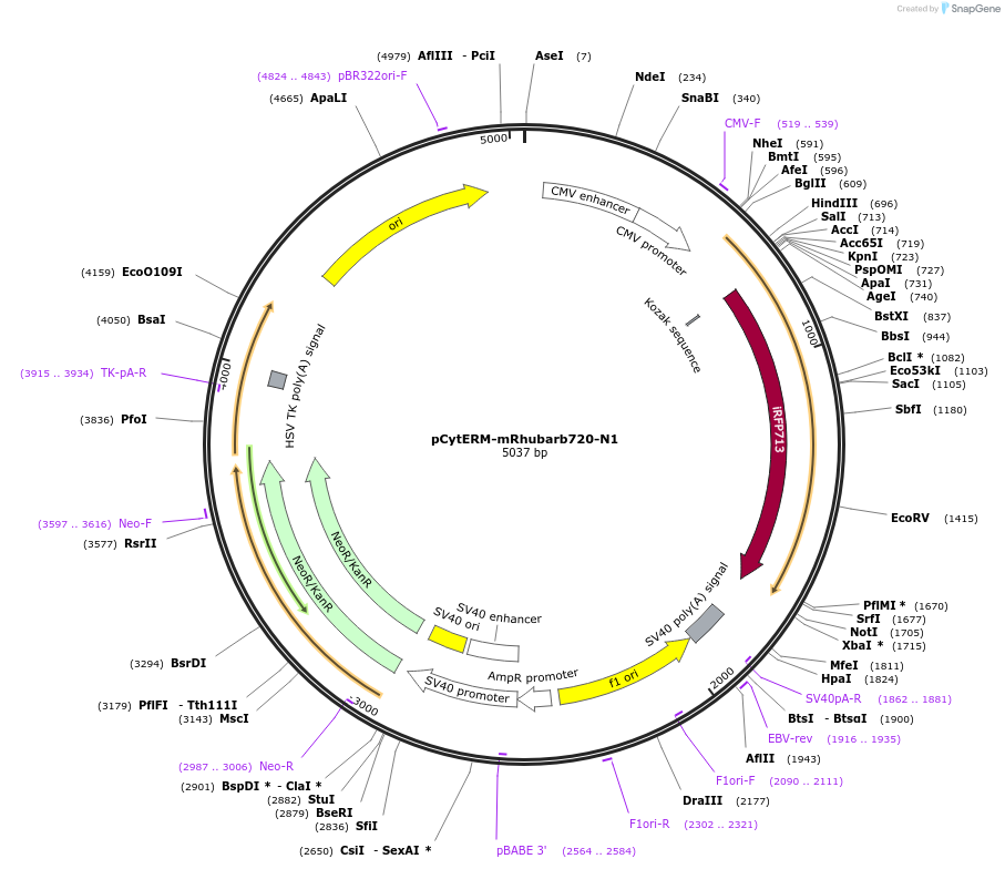 197191-plasmid-map-sequence-id-386559