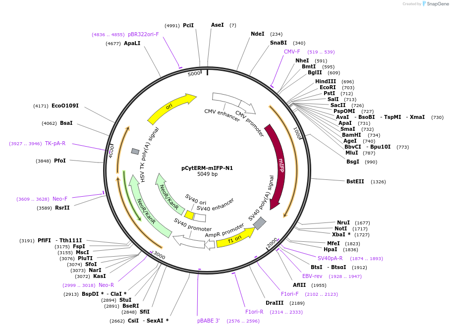 197192-plasmid-map-sequence-id-386561