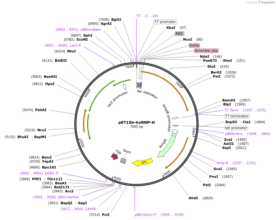 23020-plasmid-map-sequence-id-386564