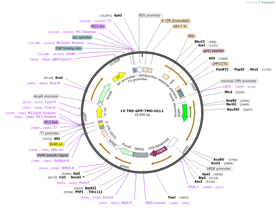 194936-plasmid-map-sequence-id-386565