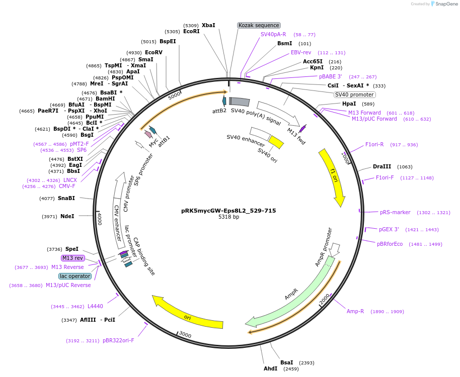 196543-plasmid-map-sequence-id-386570