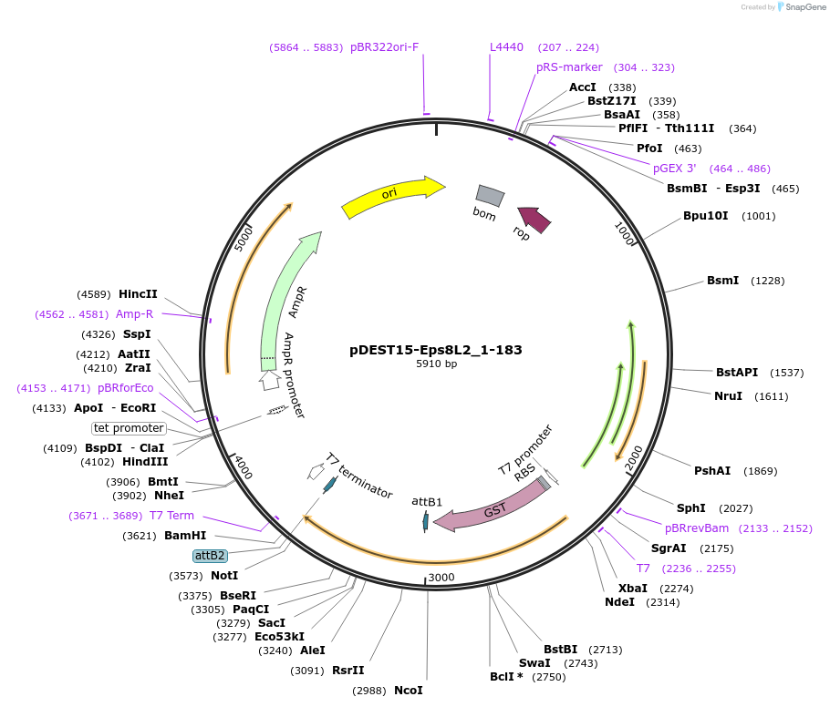 196535-plasmid-map-sequence-id-386577