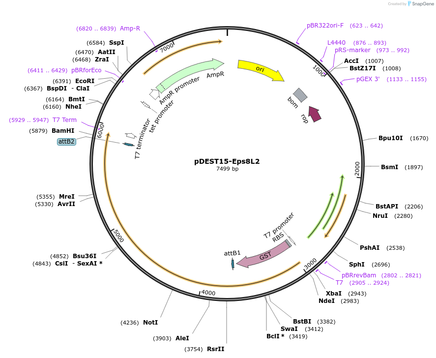 196534-plasmid-map-sequence-id-386579