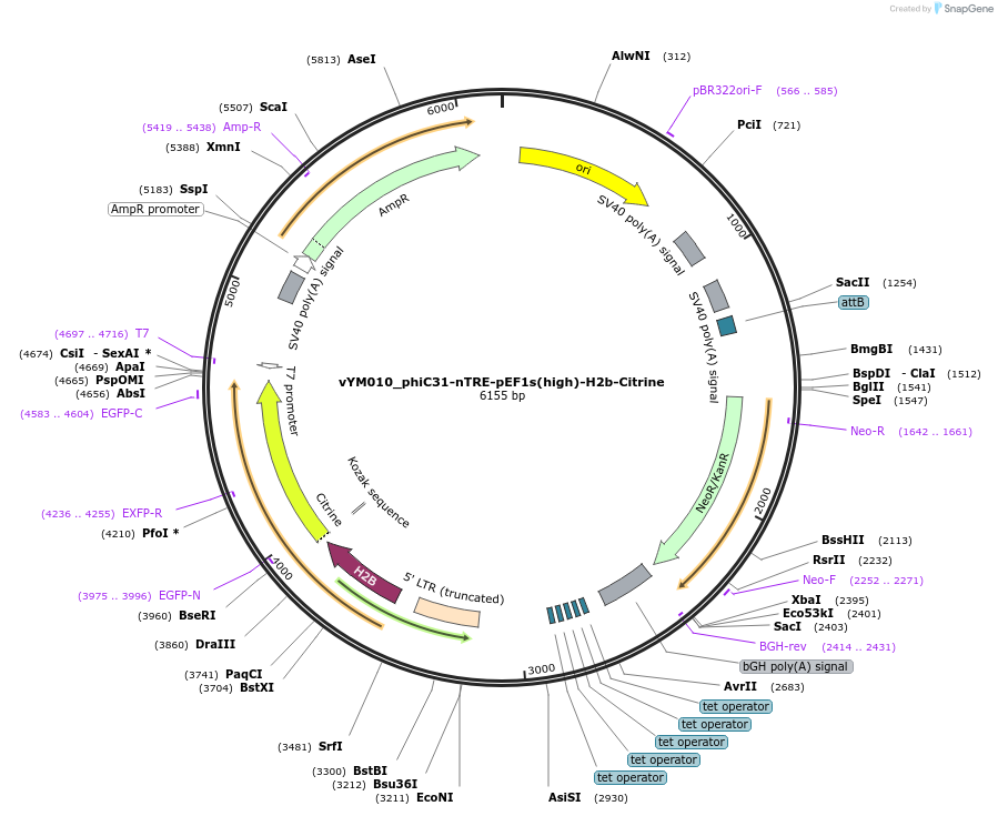 197678-plasmid-map-sequence-id-386600