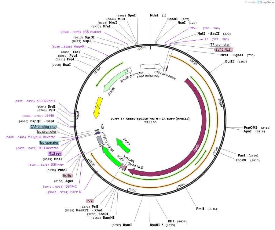 197503-plasmid-map-sequence-id-386604