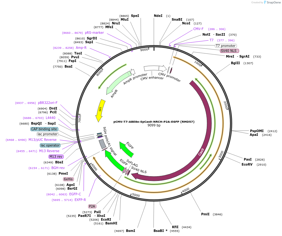 197504-plasmid-map-sequence-id-386610
