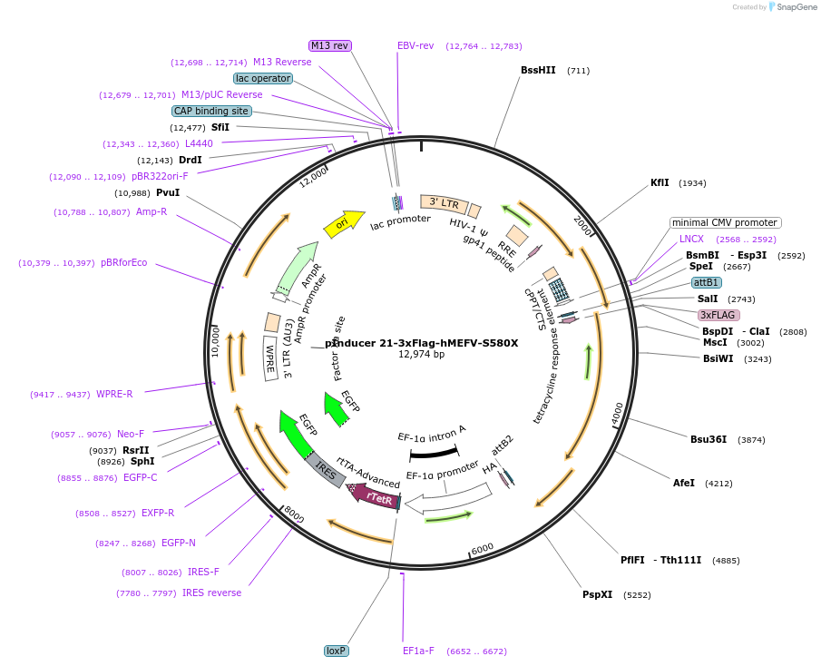195474-plasmid-map-sequence-id-386691