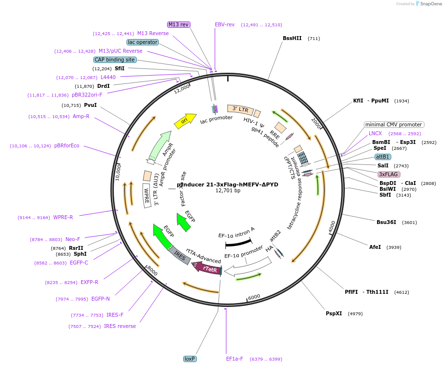 195478-plasmid-map-sequence-id-386693