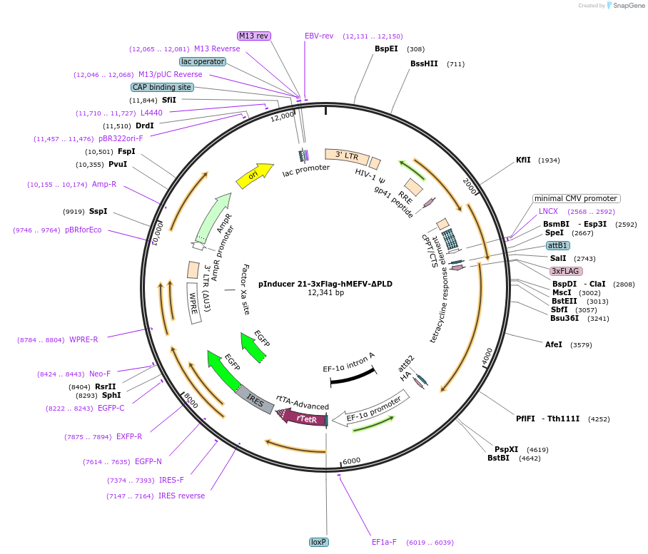 195479-plasmid-map-sequence-id-386694