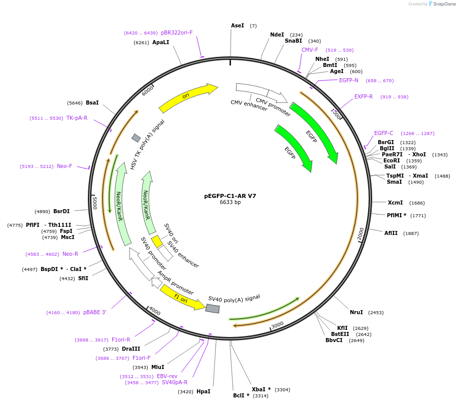 86856-plasmid-map-sequence-id-386709