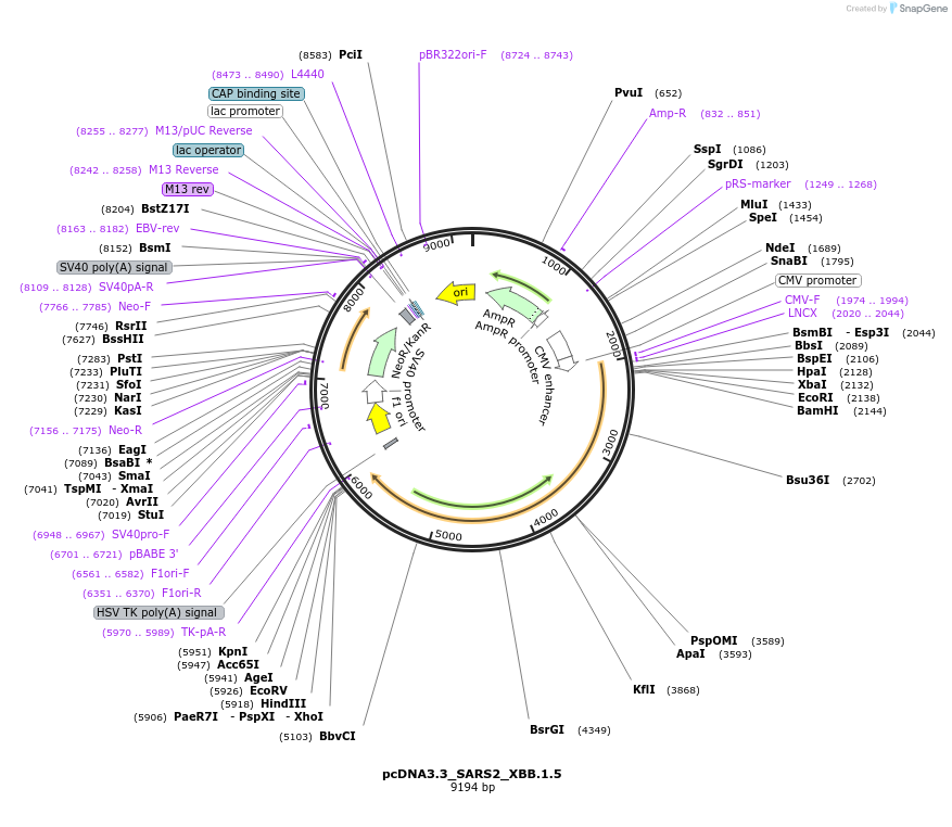 196585-plasmid-map-sequence-id-386779
